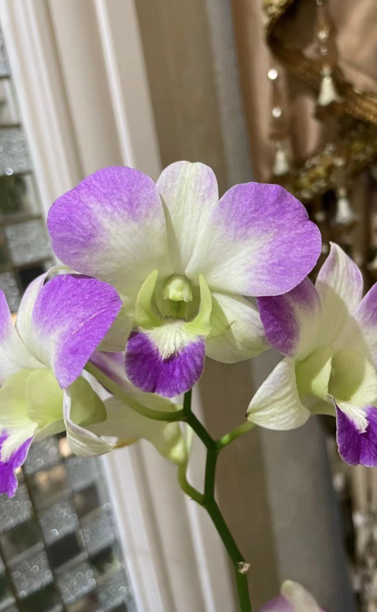 笑厣 秋石斛粉紫爆花耐寒好养花期长云南鲜花绿植