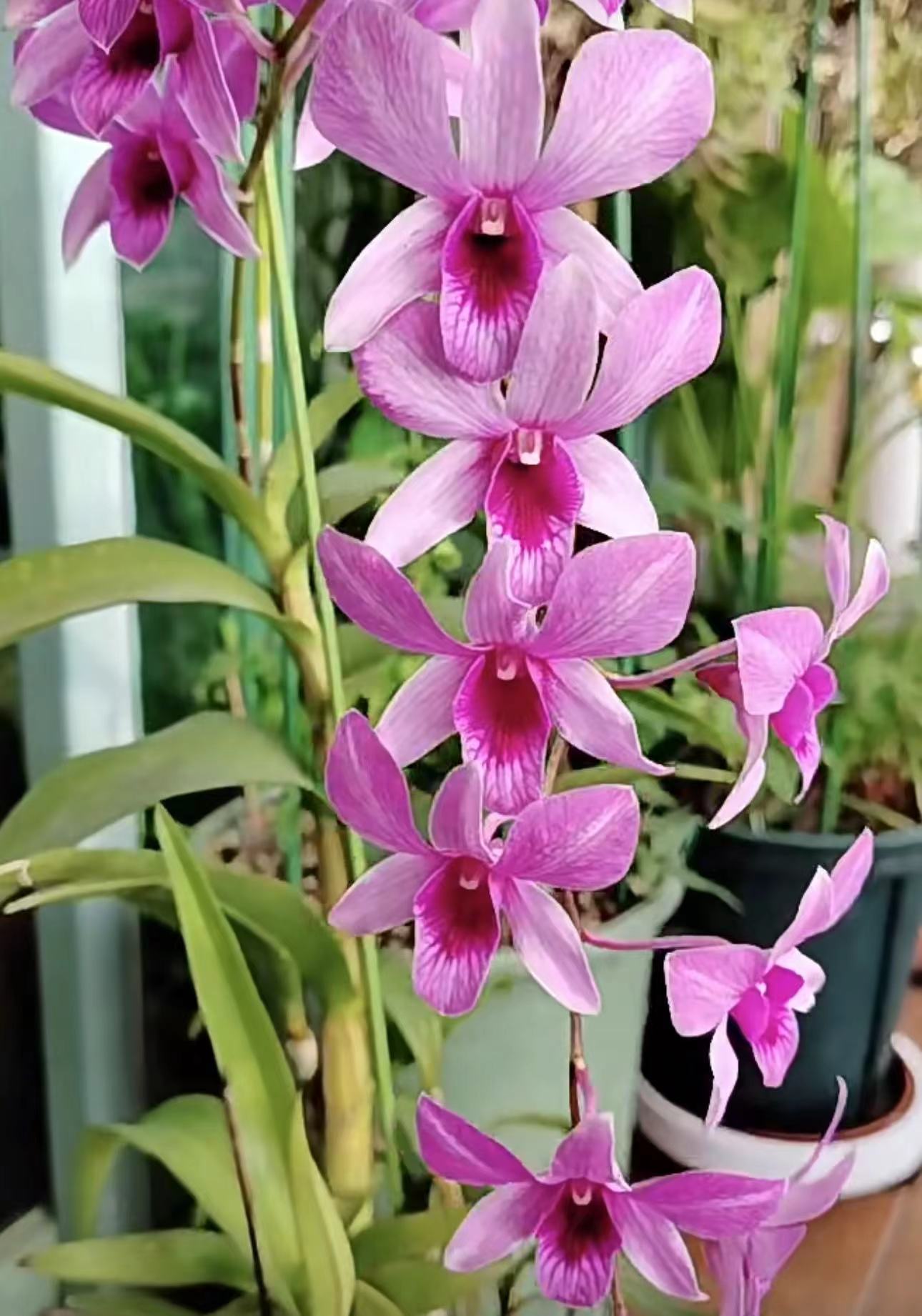 粉天使 【秋石斛】粉紫爆花好养花期长云南鲜花绿植