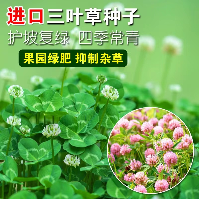 白三叶 幸运草  红三叶草种子净籽四季青耐旱耐热绿化