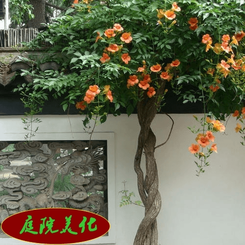 美国凌霄花苗庭院爬藤植物俄罗斯老桩大盆栽四季灵霄开花绿化攀爬