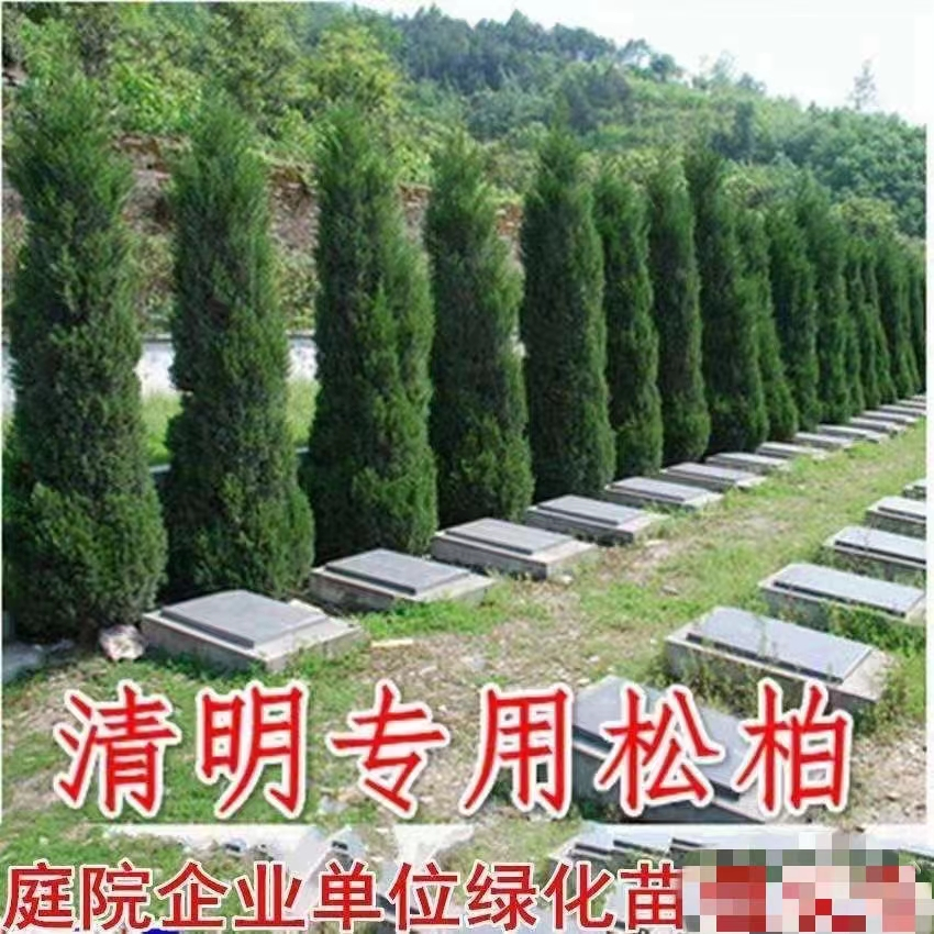 塔柏树苗松树苗侧柏树苗宝塔松柏树苗松柏树苗四季常青树