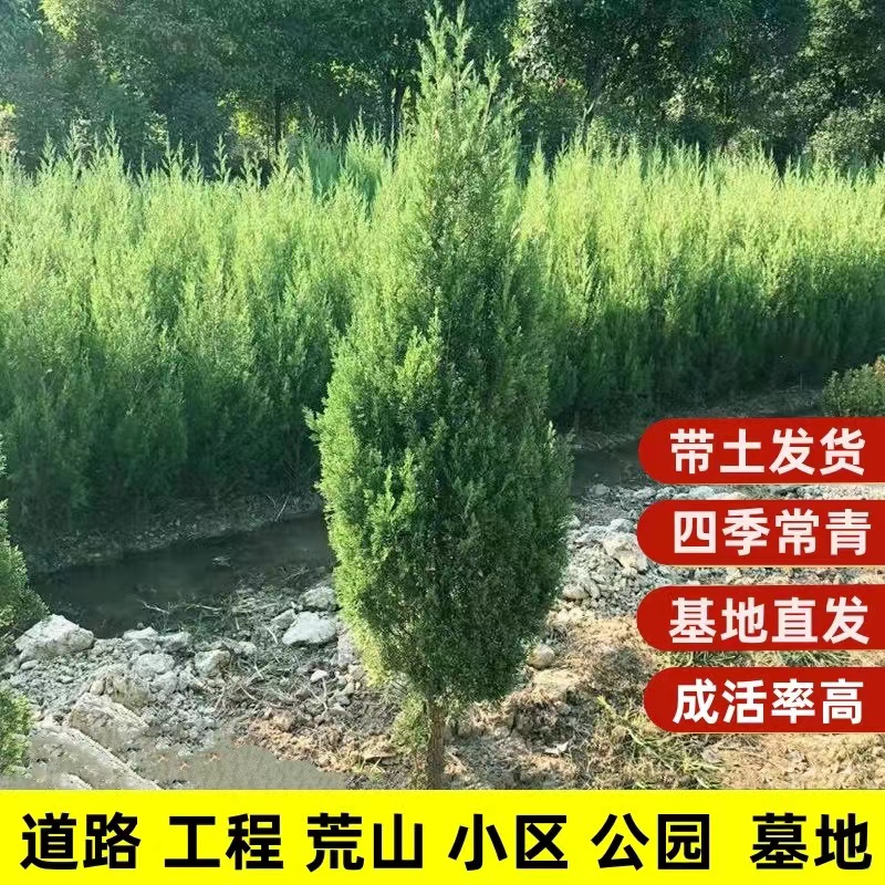 柏树树苗侧柏塔柏小扁柏松柏圆柏龙柏黄四季常青叶宝塔松四川蜀桧