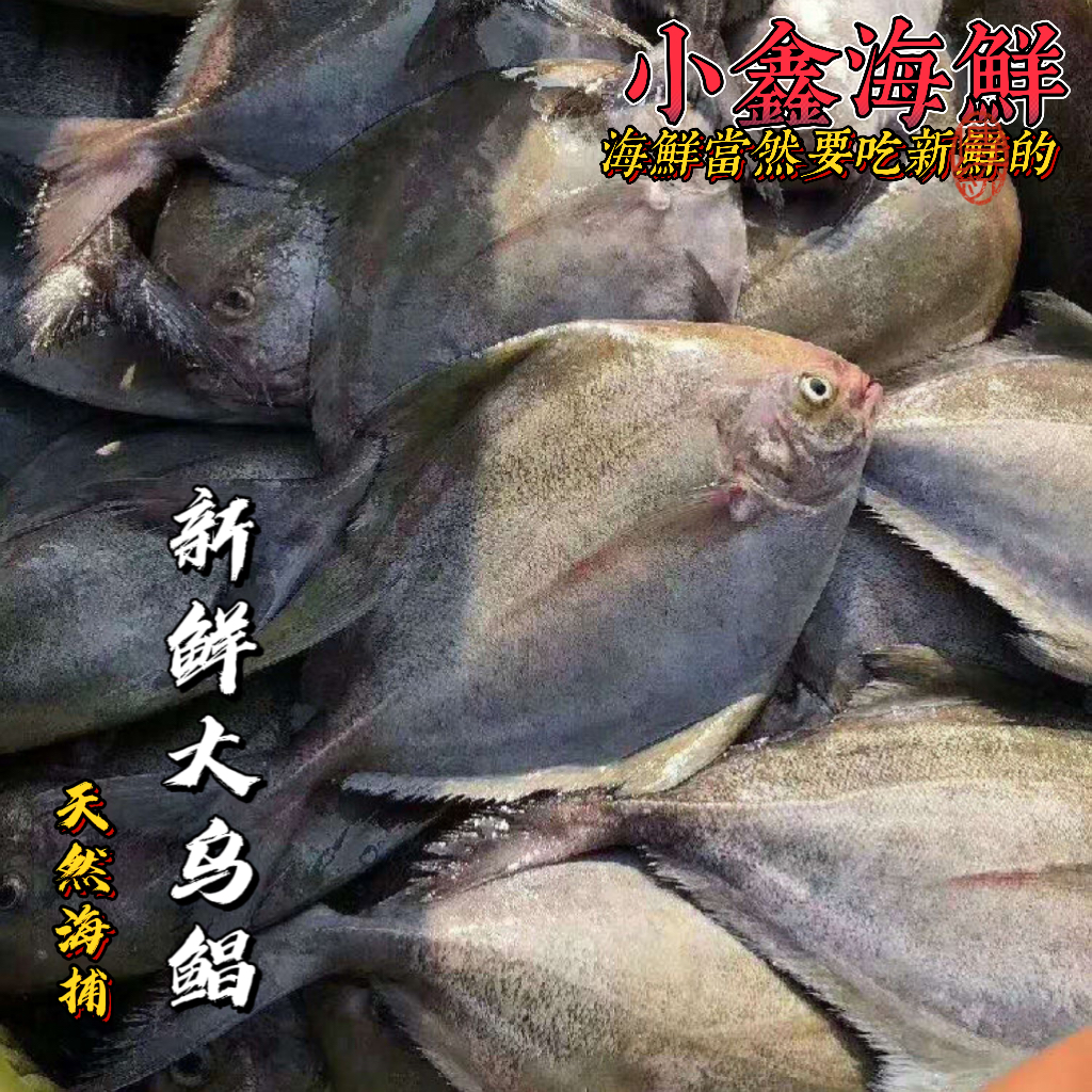 广东汕尾野生海鲜乌鲳鱼黑鲳鱼香煎肉多刺少适合小朋友食用营养