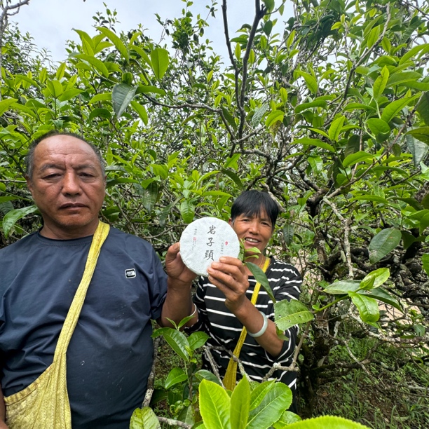【岩子头｜核心区】2024年 古树头春挑采
