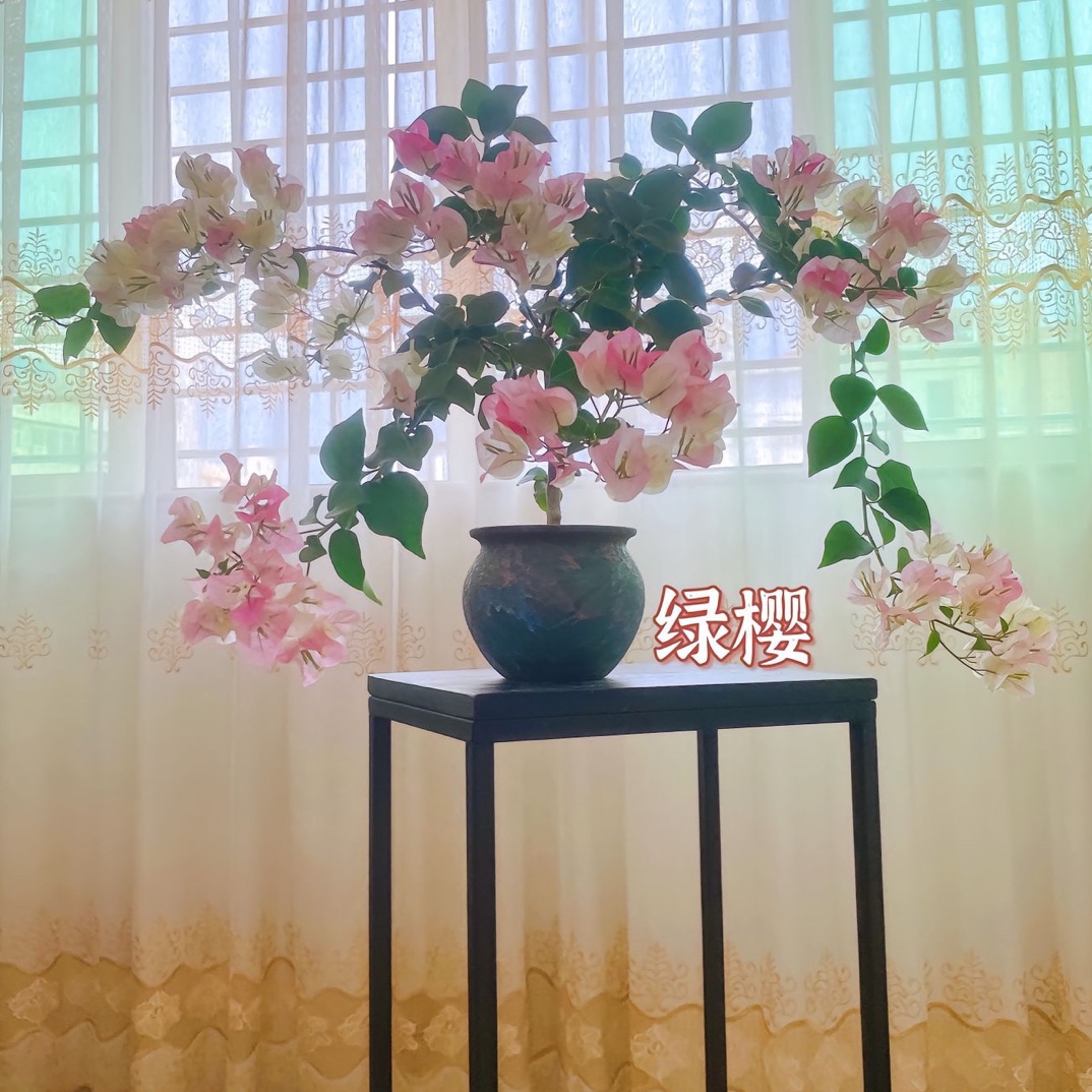 三角梅勤花品种绿樱（抹茶绿转粉）阳台庭院开花观赏发货带花鲜艳