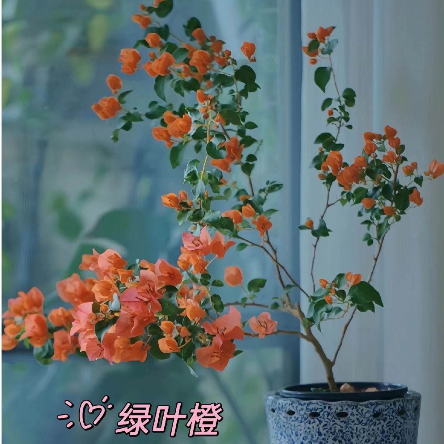 三角梅勤花品种绿叶橙阳台庭院开花观赏光照鲜艳发货带花生长