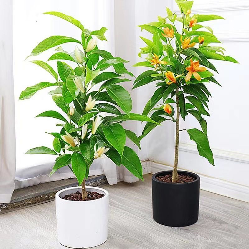 浓香型白兰花庭院阳台四季开花