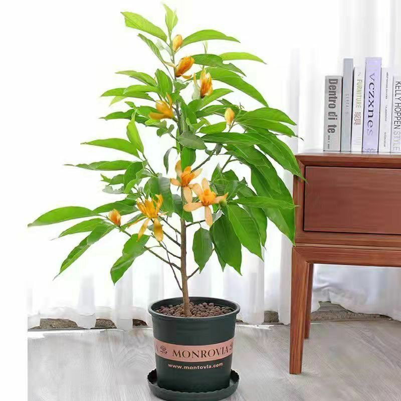 黄兰花浓香型  黄桷兰黄兰盆栽地栽