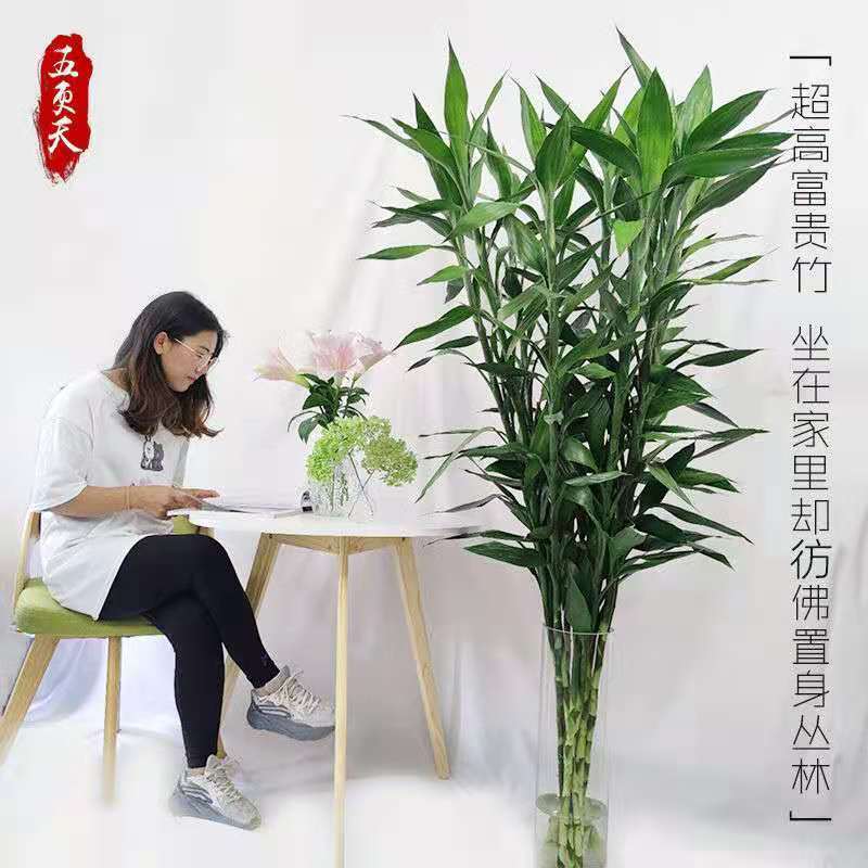 云南富贵竹基地直发办公室家庭客厅水培好养花卉绿物盆栽净化空气