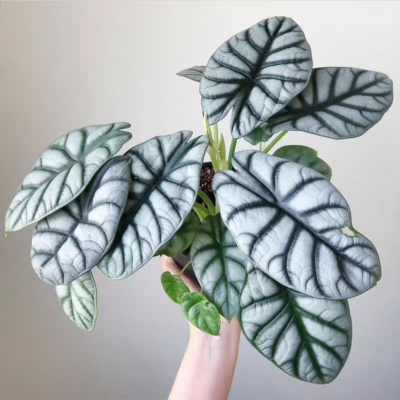 网红植物白犀牛海芋进口稀有网红绿植易养活小型室内白犀牛海芋