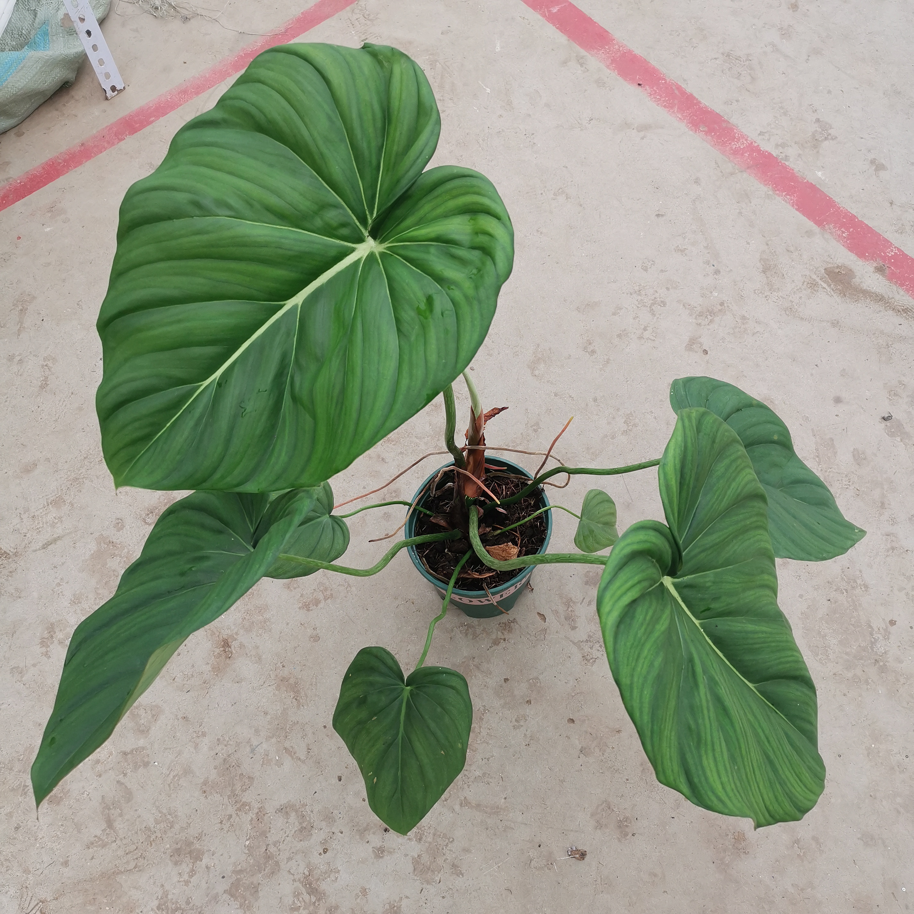 麦克道尔蔓绿绒绿植盆栽花卉热值盆栽室内室外植物