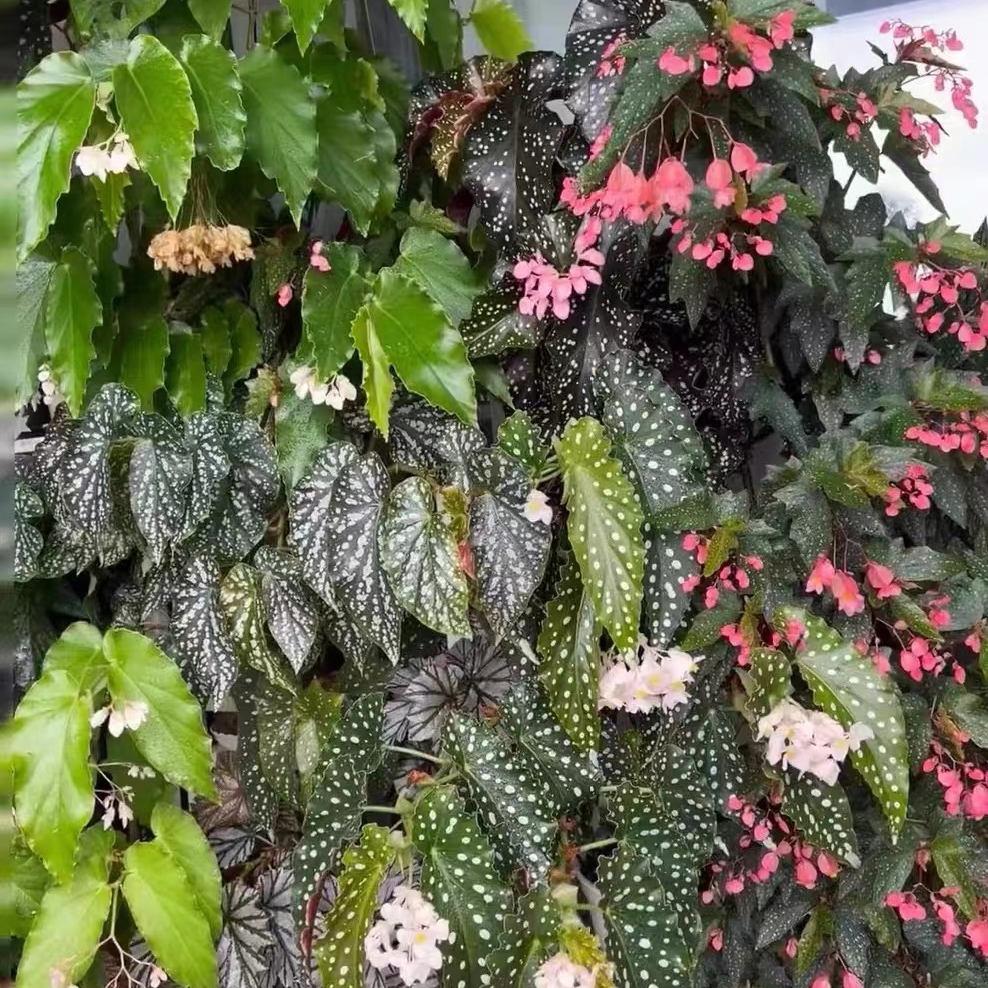 花卉直播 特殊地区 特殊链接 