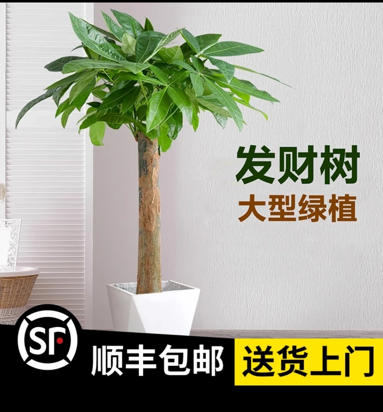 精品小单杆发财树，打木架顺丰包邮送货到家！赠送肥料底碟绑花