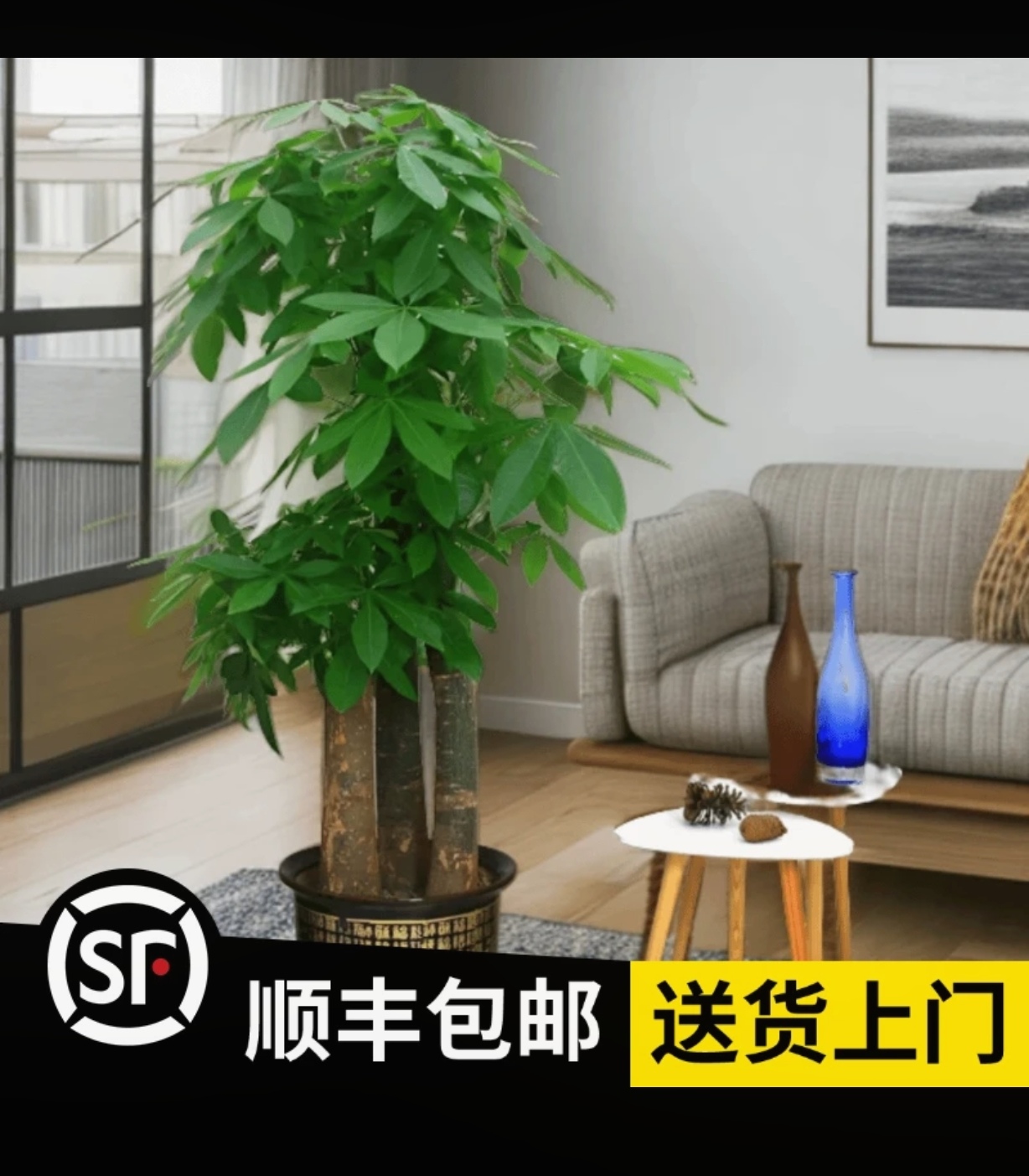 精品3杆步步高发财树，40公分盆，本店热销产品，送肥料底碟绑花陶粒