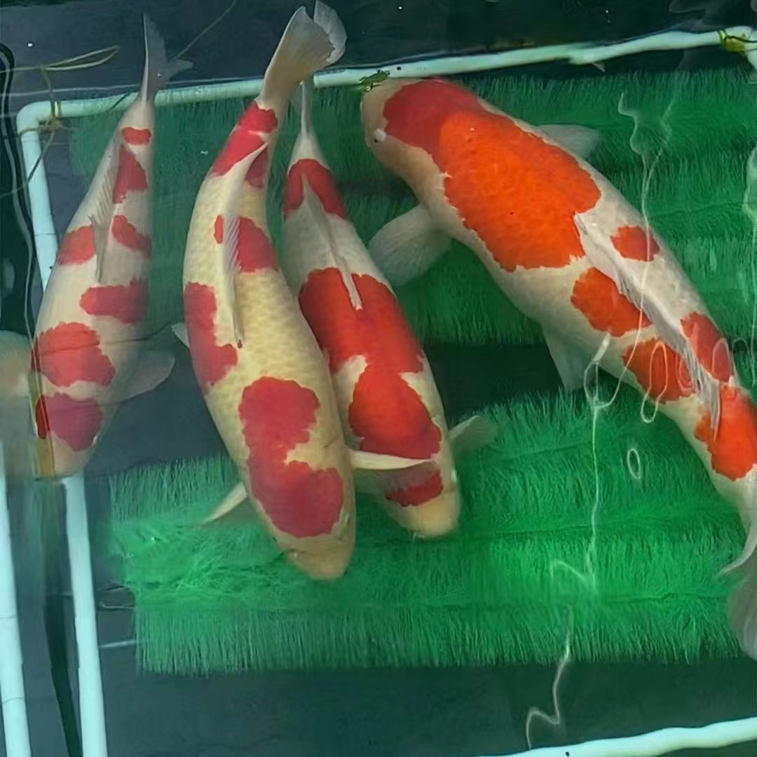 进口锦鲤鱼苗送！送！送！