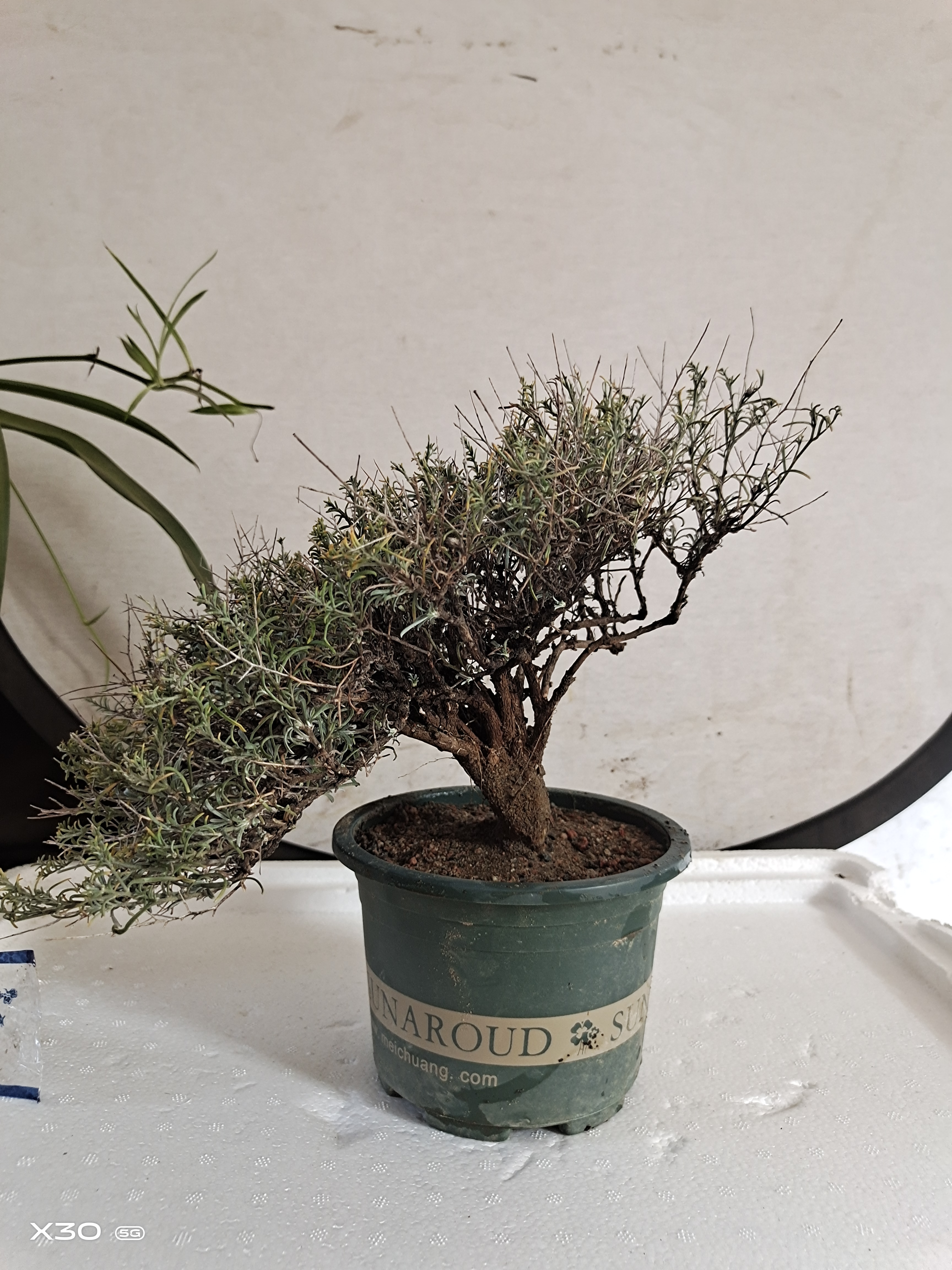 刺旋花老桩盆景素材