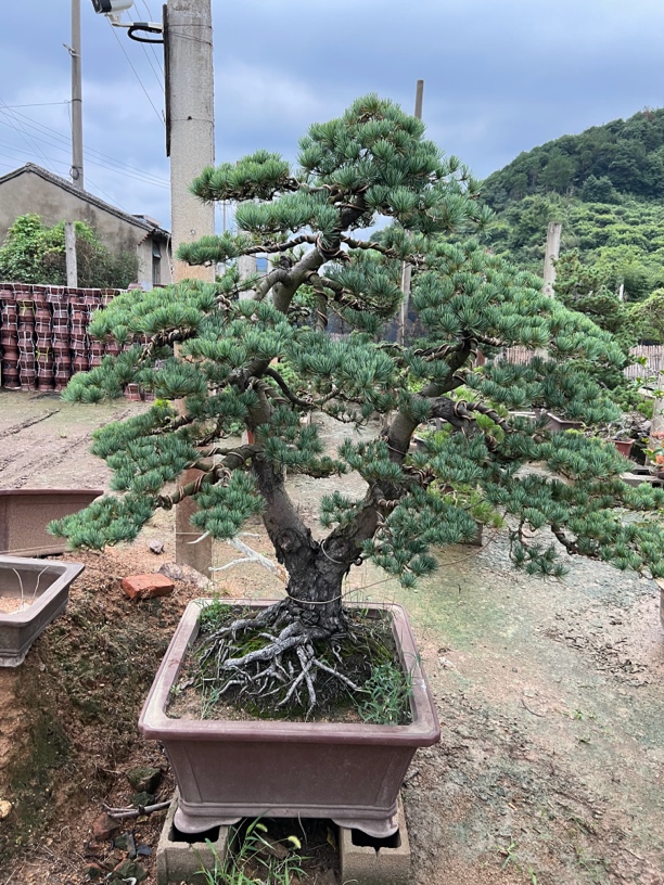 五针松罗汉松黑松直播专用一物一拍，（请勿乱拍）