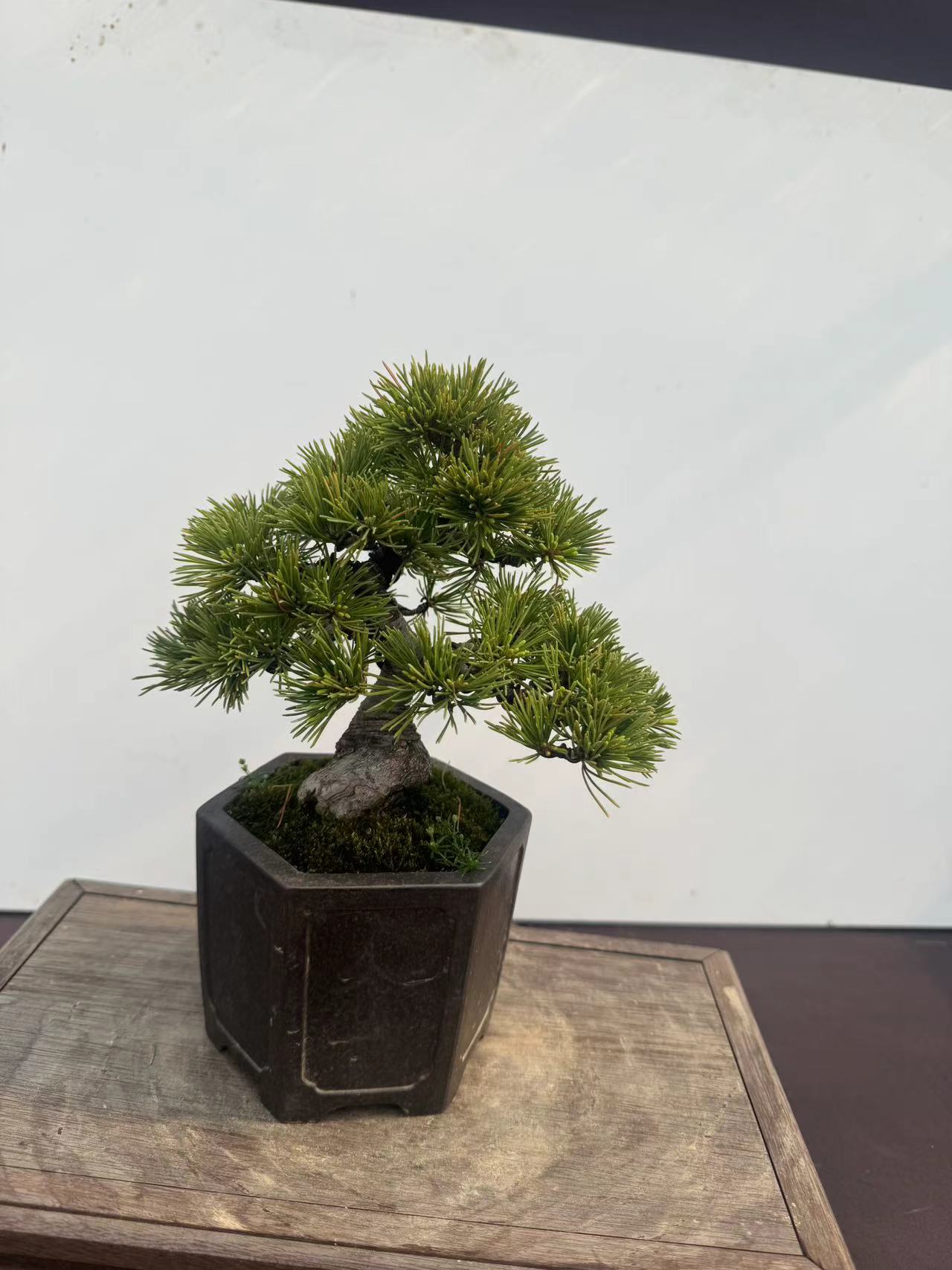 盆景直播专用（一物一拍）松类盆景