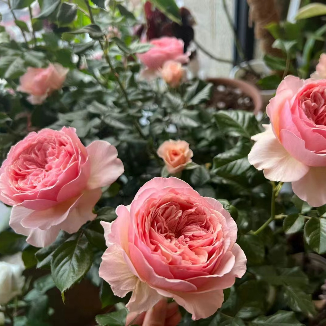 欧洲月季爆花粉色黄色夏天开放