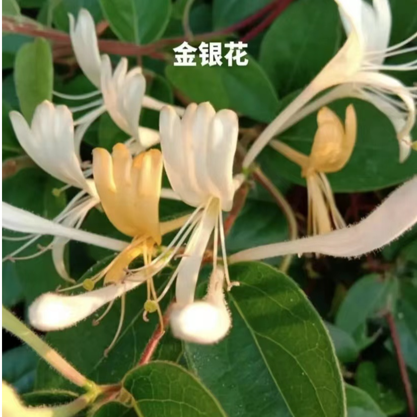 高山野生金银花农家自制带藤叶手工制作自然晾晒