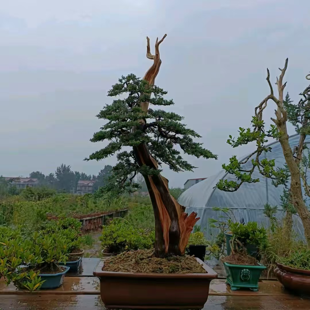 盆景黑松 真柏 杂木