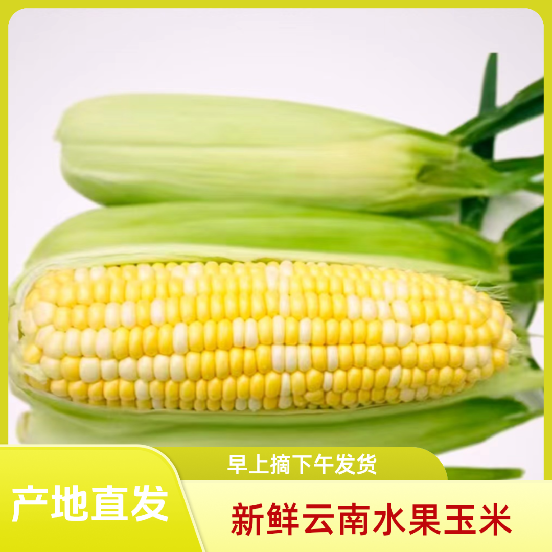 【钓鱼专用款】云南新鲜水果玉米爆浆甜脆玉米食用即食天然香甜