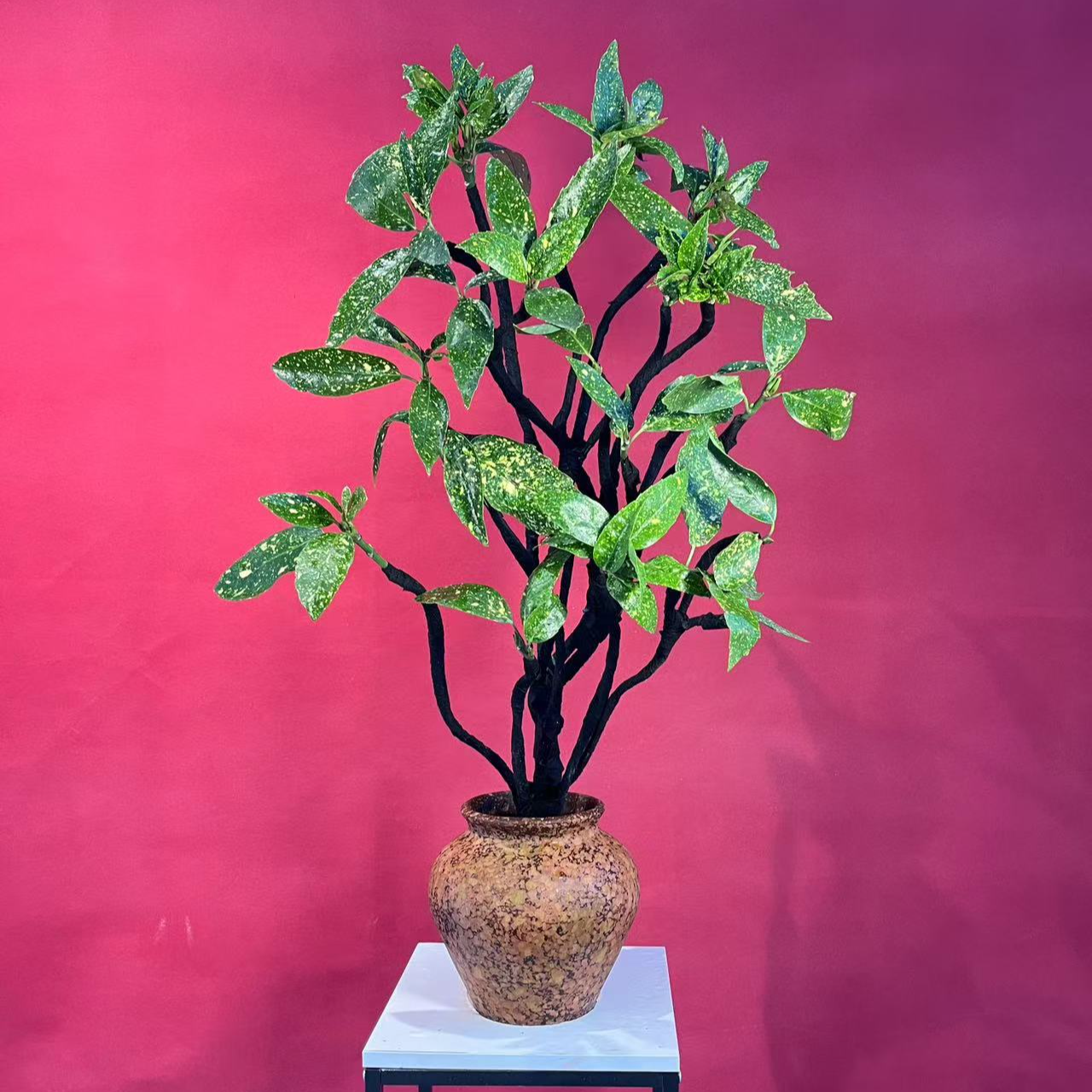 造型撒金珊瑚室内办公室桌面造型盆景观叶花卉绿植