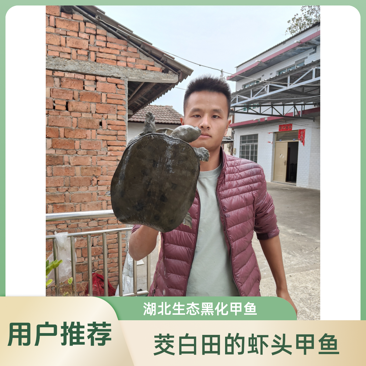 茭白田的虾头甲鱼