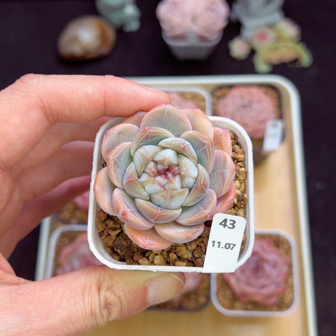 奶咖43、哈哈哈哈