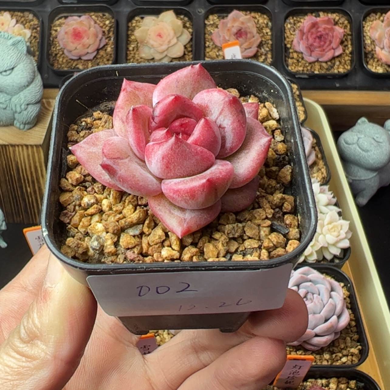 【闪购商品】香槟石化锦002