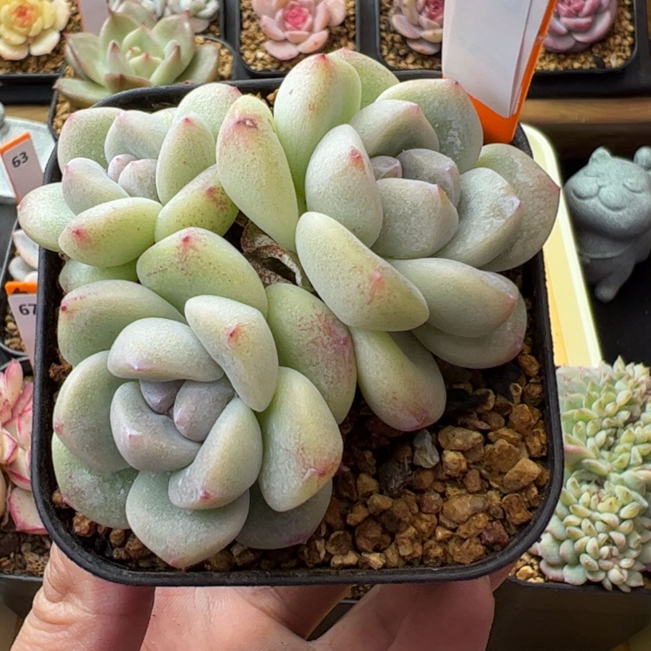 【闪购商品】冰玉群65