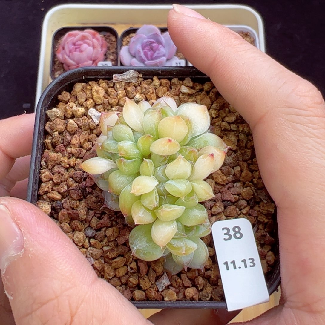 透体冰魄缀38、哈哈哈哈