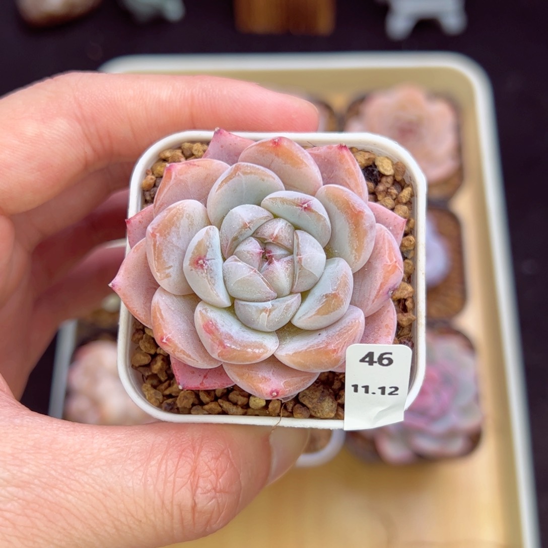 玻璃体46、哈哈哈哈