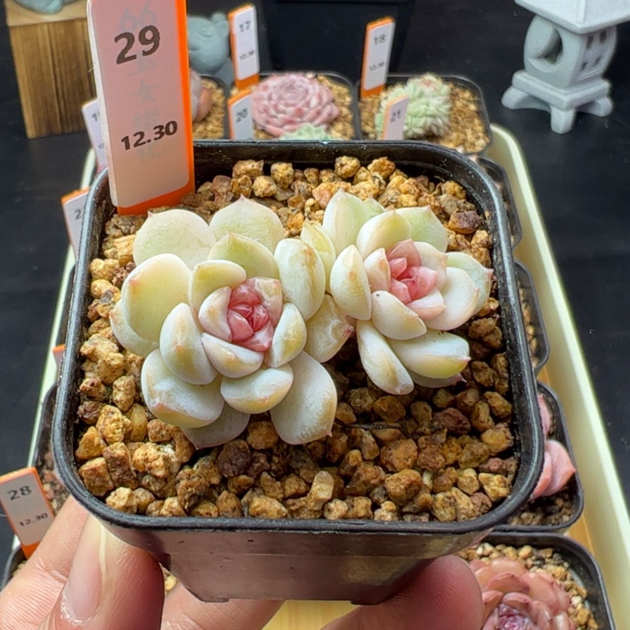 【闪购商品】如霜29