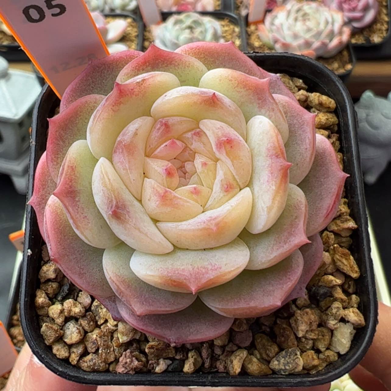 【闪购商品】纯情05