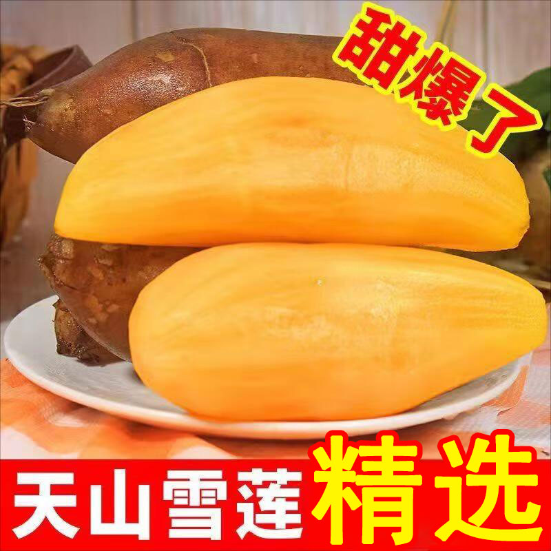 新鲜特产天山雪莲果现挖应当季红黄心孕妇水果云南特产雪连果整箱