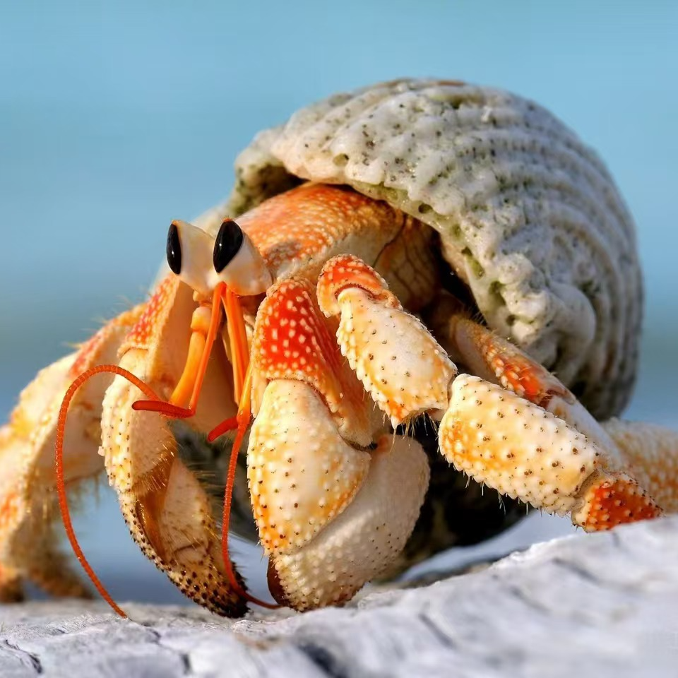 （贝壳遇见蟹）懒人爬宠物小萌可爱爬爬萌宠寄居蟹