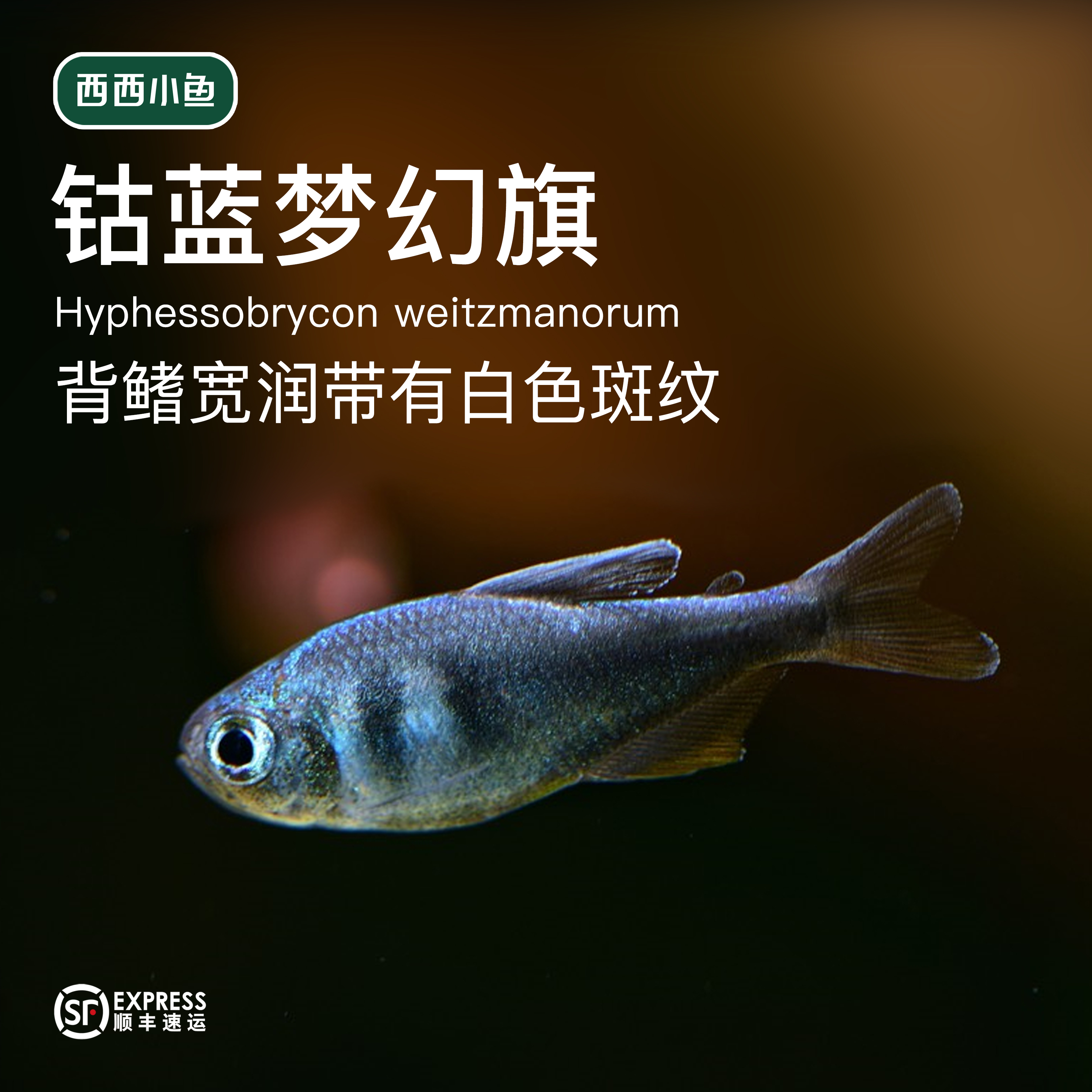 西西小鱼 钴蓝梦幻旗灯鱼