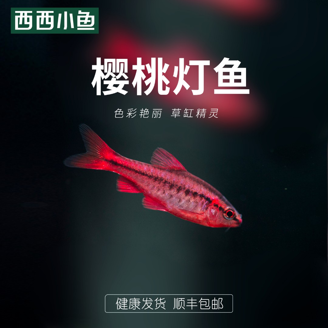 西西小鱼 皇后凯莉灯科鱼