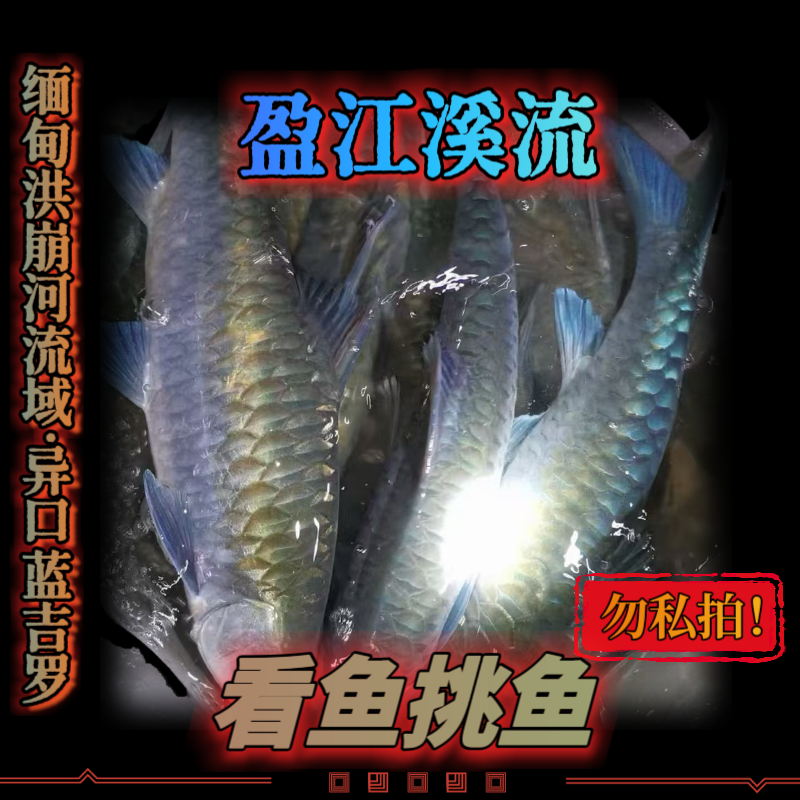 【包损补发邮费自理】【不包邮勿私拍 】原生观赏鱼看鱼挑鱼