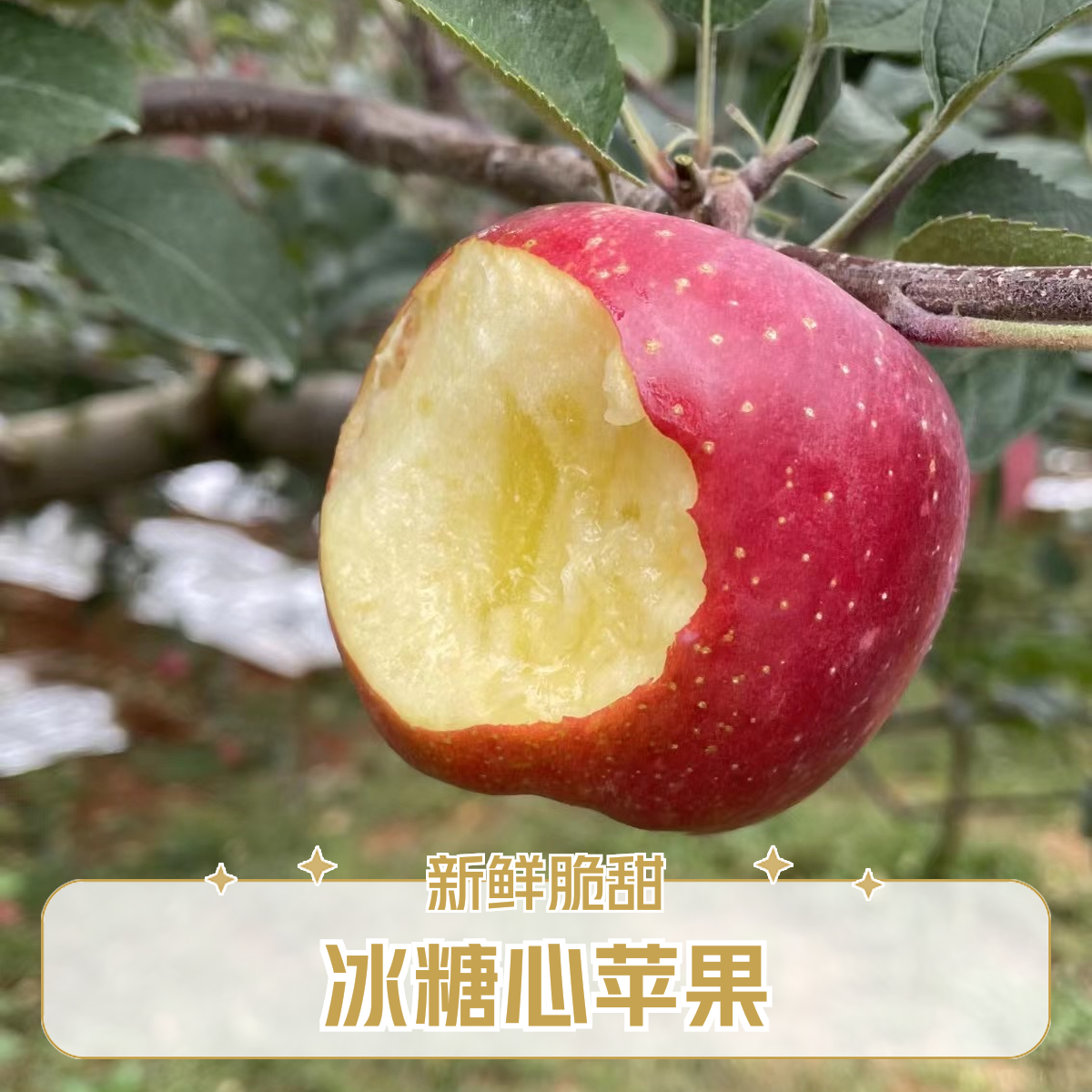 云南当季现摘丑苹果清甜爽脆果肉细腻产地直发新鲜直达5斤包邮