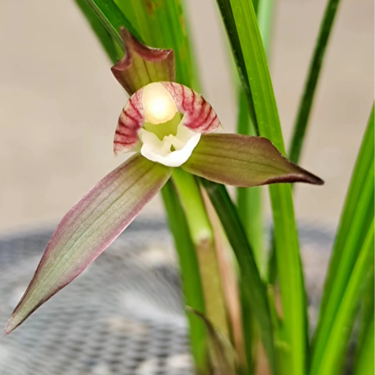 兰花兰花草：春兰（下单前咨询主播，私拍不发货绿化兰草花）绿植东方