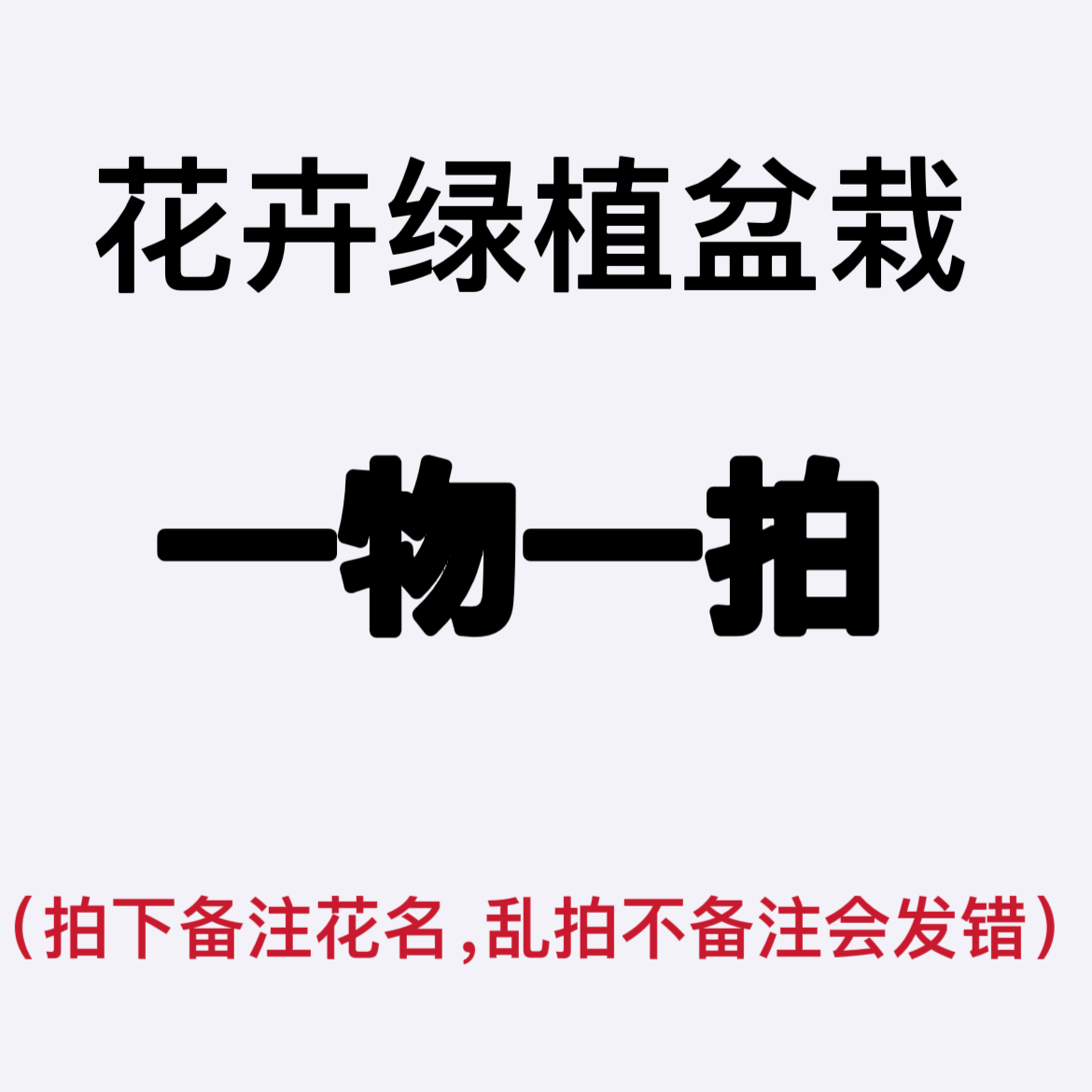 一物一拍拍下备注品种名称
