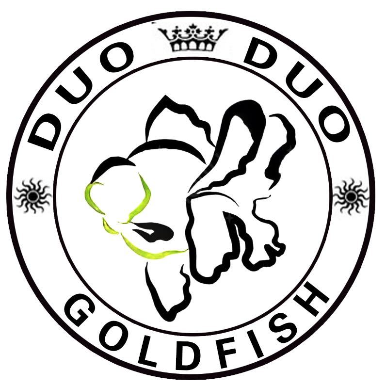 泰国进口泰狮金鱼