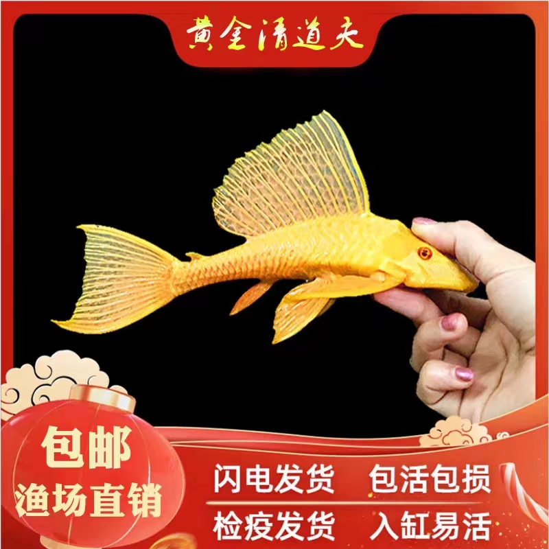 【直播间福利】红眼女王清道夫鱼底栖淡水黄金大帆女王清缸除藻神器