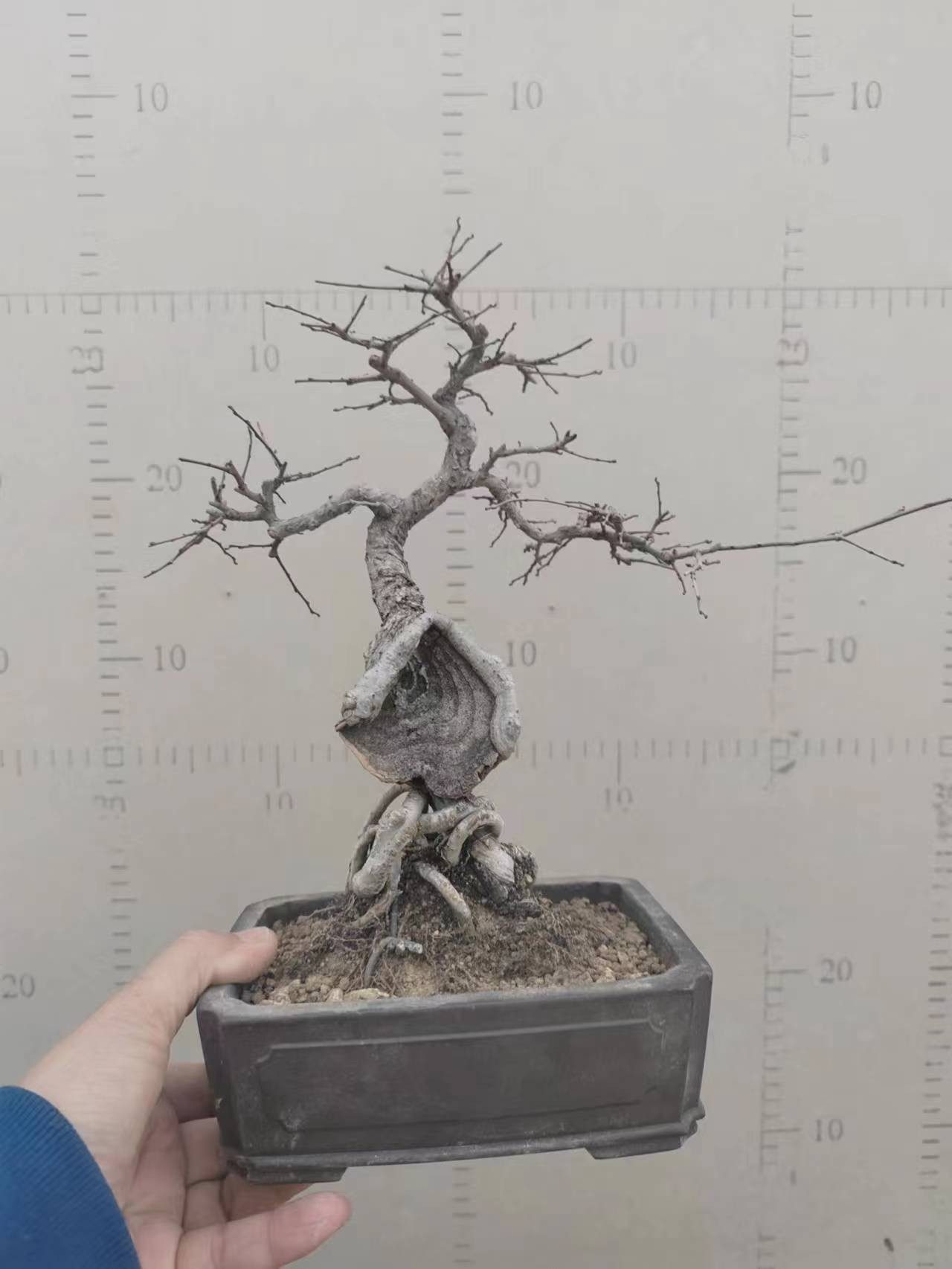 盆景盆栽各种杂木 精品小品