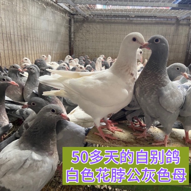 飞宝源泰森自别鸽苗小青年种鸽苗京东顺丰包邮活鸽收到死亡包赔