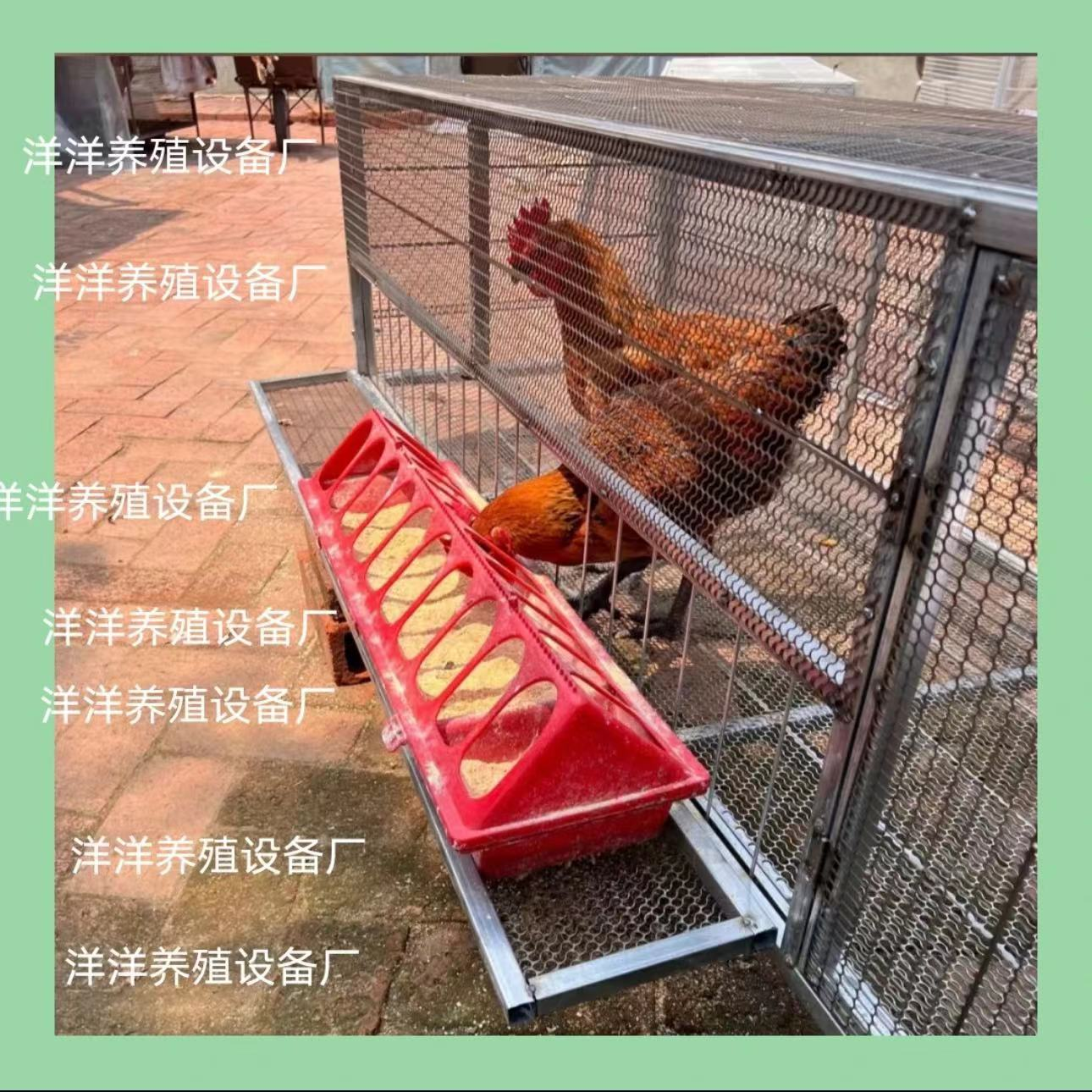 经典家用鸡笼滚蛋鸡笼可探出吃食喝水防鼠防蛇防黄鼠狼防山鹰