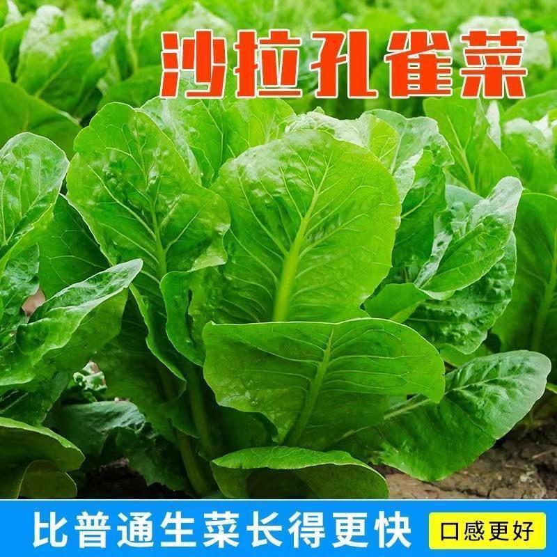 孔雀菜种子脆甜高营养阳台种植四季罗马生菜籽家庭园耐寒新年播种