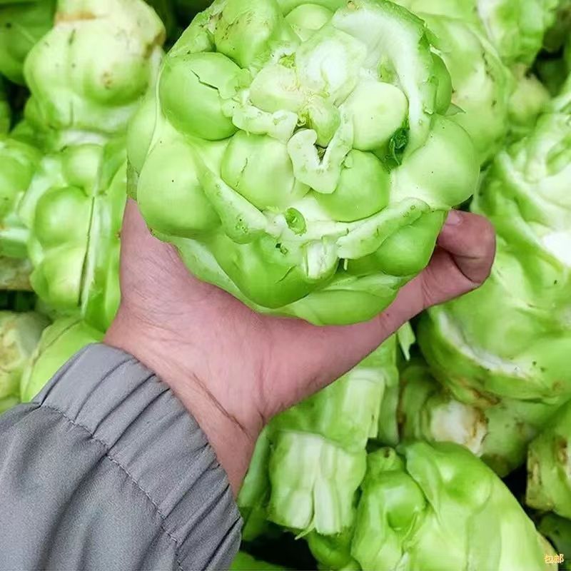 榨菜种子籽耐寒肥厚脆嫩榨菜头芥菜疙好吃甜脆菜籽易春季播种耐热